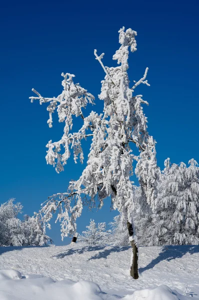 Träd på vintern — Stockfoto