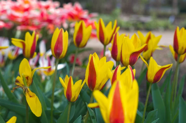 Tulips — Stock Photo, Image