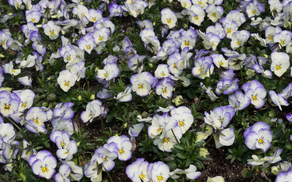 Viola flowers — Stock Photo, Image