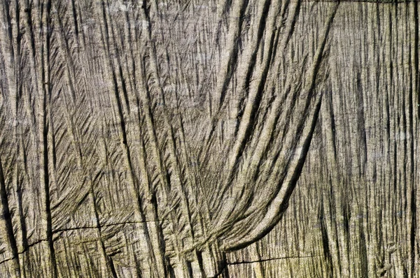 Latar belakang kayu — Stok Foto