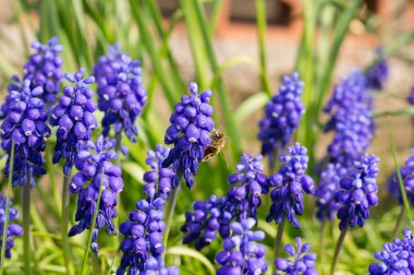 Muscari