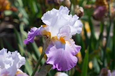 Beyaz iris