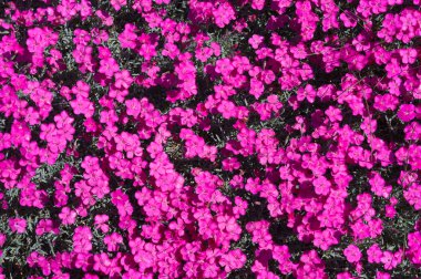 Karanfil gratianopolitanus