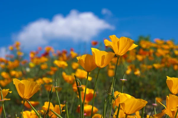 Eschscholzia californica — Stock fotografie