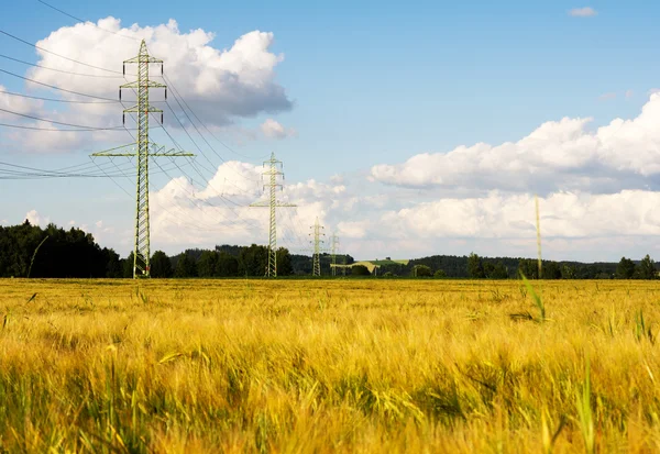 Barley field — Stock Photo, Image