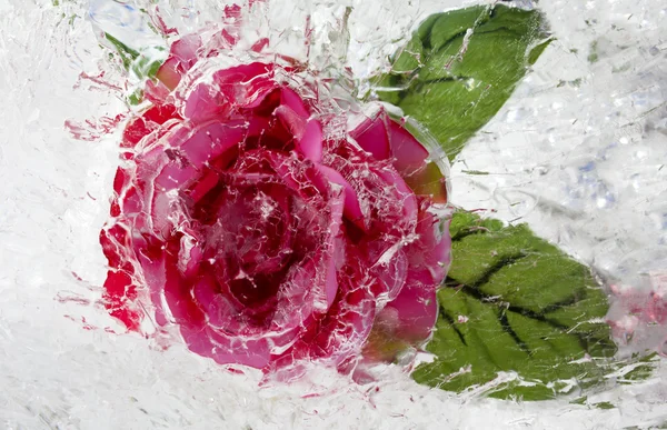 Rose inside ice — Stock Photo, Image