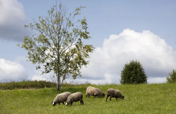 Får — Stockfoto