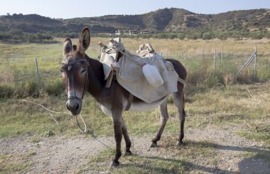Eşek