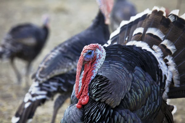 Pavo gallina Imagen de stock