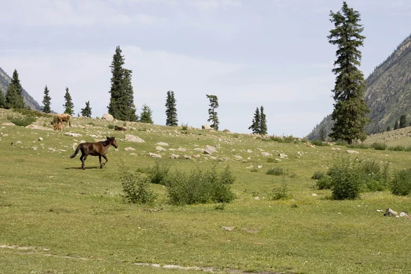 马在山中运行 — 图库照片