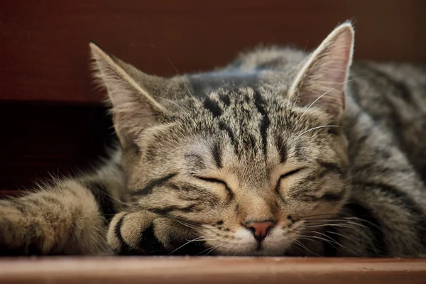 yavru kedi uyku Wood portre tatlı