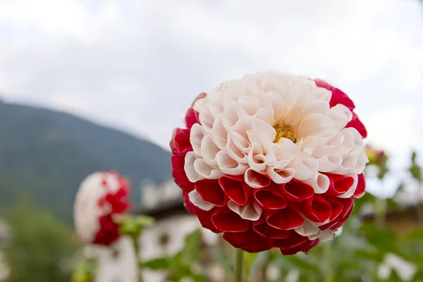 Beyaz ve kırmızı yaprakları bir parkta güzel renkli çiçek