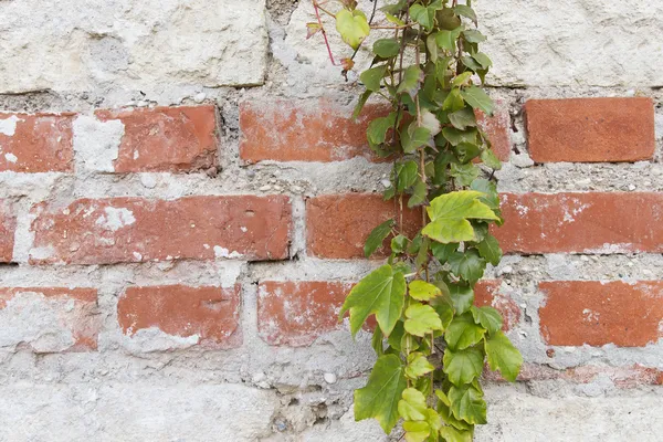 antika arka plan bitki ile eski tuğla duvar