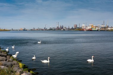 eksikliği karşı büyük fabrika içinde kuğu sürüsü