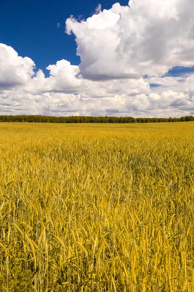 Campo de trigo amarelo e céu azul — Fotografia de Stock