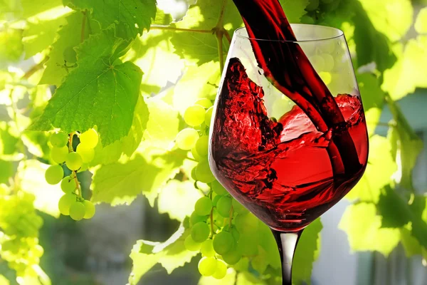 Red wine — Stock Photo, Image