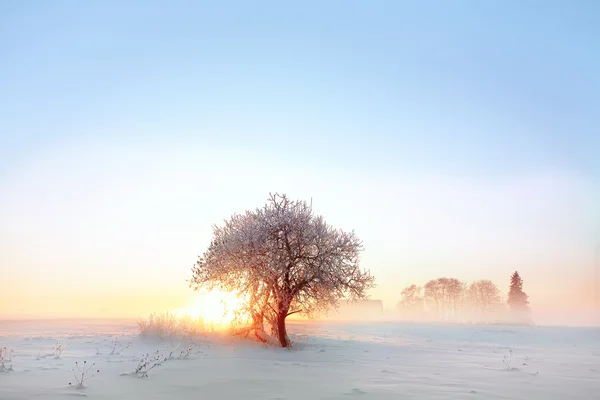 Puesta de sol invierno — Foto de Stock