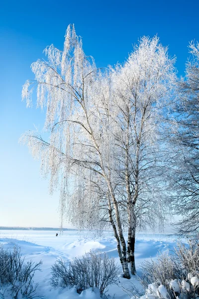 Trees in rime — Stock Photo, Image