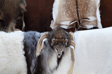 vahşi hayvan kürk deri, zanaat pazarda satan kurt kafası