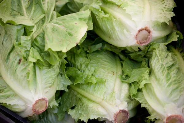 Frische vegetarische Köpfe von Bio-Grünkohl aus nächster Nähe — Stockfoto