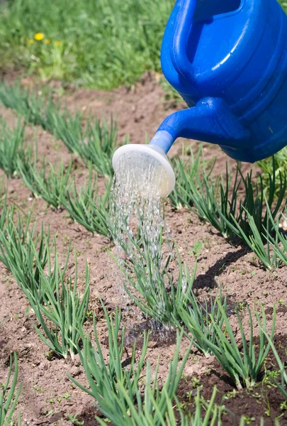 Spruiten van lente-ui op de moestuin — Stockfoto