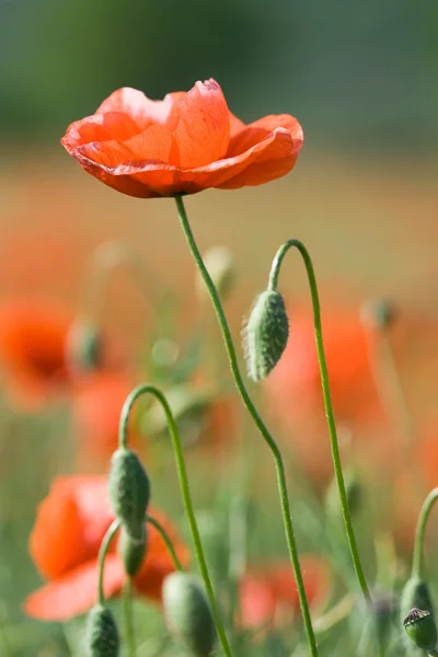 Amapola roja en el fondo de la pradera floreciente — Foto de Stock