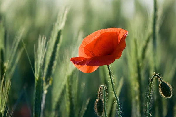 Orecchio di cereali e un primo piano di papavero rosso — Foto Stock