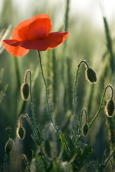 Amapola roja de cerca en los cereales — Foto de Stock