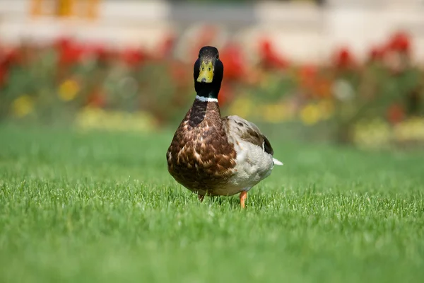 Wild duck faces forward — Stock Photo, Image