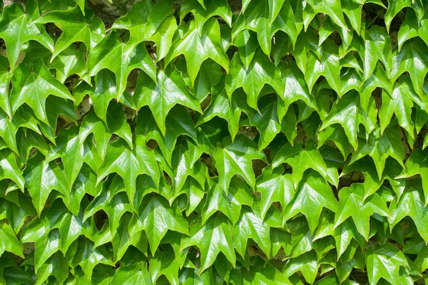 Pattern of green ivy leaves close-up — Stock Photo, Image