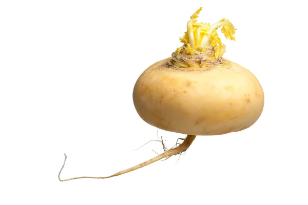 One ripe yellow radish root with green sprout isolated — Stock Photo, Image