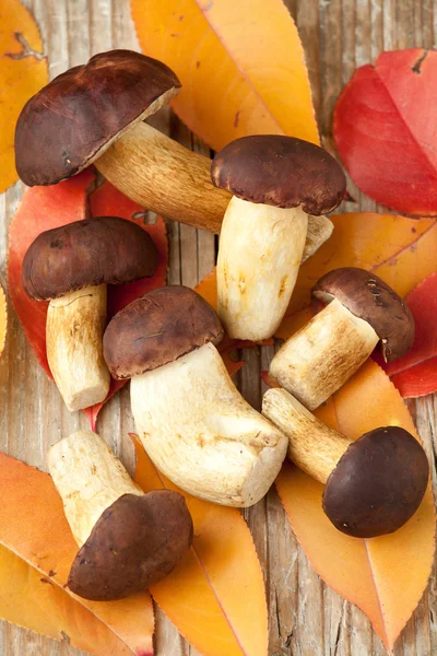 Woods mushrooms and yellow autumn leaves on the wooden backgro