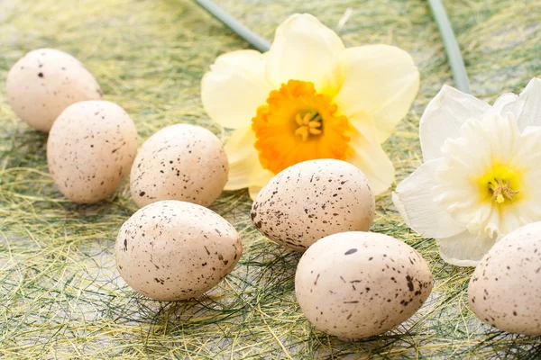 Daffodil and easter eggs — Stock Photo, Image