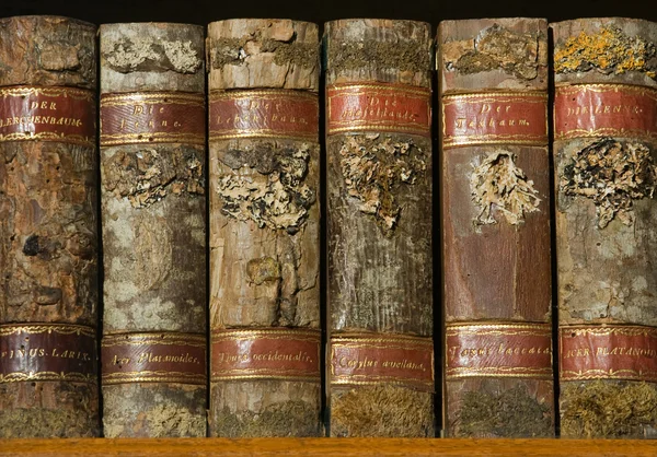 Xylotheca wooden books at the shelf — Stock Photo, Image
