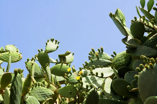 Prickly pear cactus flowering yellow on the blue sky background — Stock Photo, Image