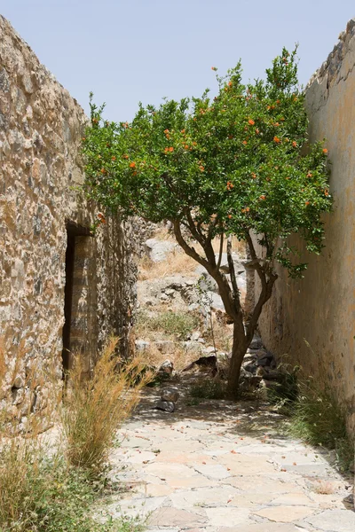 Bloeiende groene boom groeien op smalle straat tussen stenen muur — Stockfoto