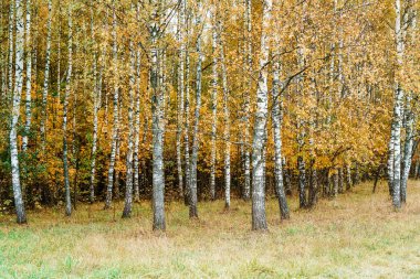 Ekim ayında sonbahar huş ağacı koruluğu. Sonbahar ormanı ve sarı yapraklı doğa. Ormanda huş ağaçları