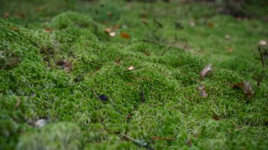 Yosun arka planı. Ormanda, toprağın üzerinde, çok güzel yeşil yosun var. Orman bitkisi ve bitki örtüsü