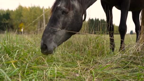 El caballo está comiendo hierba en la granja. El caballo oscuro se alimenta de hierba verde fresca en el pastoreo de verano. Alimentación de animales domésticos de granja — Vídeos de Stock