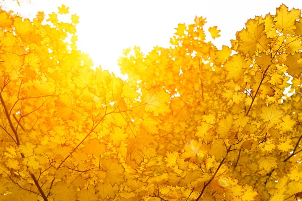 Herbst Laub Hintergrund. Gelber Ahorn blättert im Oktober an einem Baum im Sonnenlicht. — Stockfoto