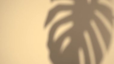  Gölge tropikal arka plan. Bulanık orman yaprağı canavarımsı bitki gölgesi yazın güneşli bir günde beyaz duvar yüzeyinde.