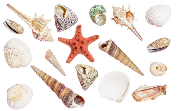 Seashells sfondo isolato. Conchiglie e decorazioni oceaniche sulla superficie bianca vuota. — Foto Stock