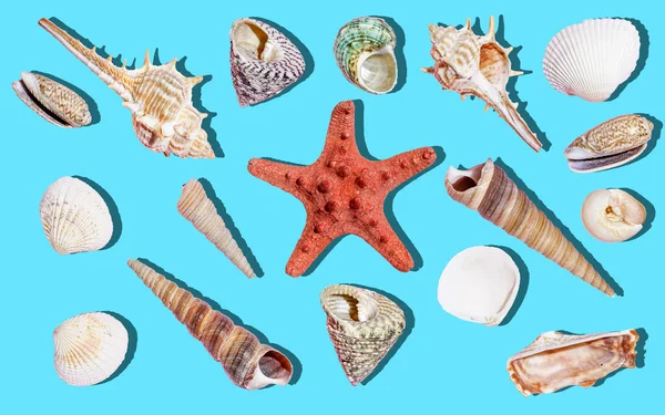 Seashells fundo isolado. Conchas do mar e decoração do oceano na superfície branca vazia. — Fotografia de Stock