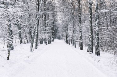 Kışın karlı orman. Kanada ya da ABD 'de köknar ağaçlarıyla kaplı kış manzarası