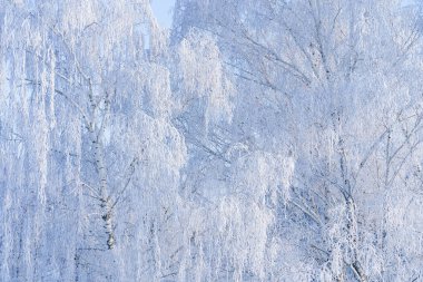 Karla kaplı ağaçlarla kaplı kış ormanı. Buz gibi güneş ışığının dallarında güzel, parlak bir don var..