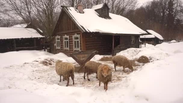 下雪天,羊在农场吃草.农业和农场宠物。羊的生活和照料 — 图库视频影像