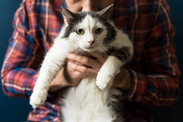 Gato en los brazos del dueño. Un gato blanco-gris descansa en los brazos de un hombre. Emociones de amor, ternura, cuidado — Foto de Stock