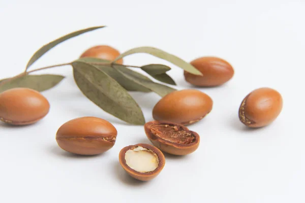 Nasiona arganu wyizolowane na białym tle. Orzechy arganowe z roślinami. Kosmetyki i naturalne oleje tło. — Zdjęcie stockowe