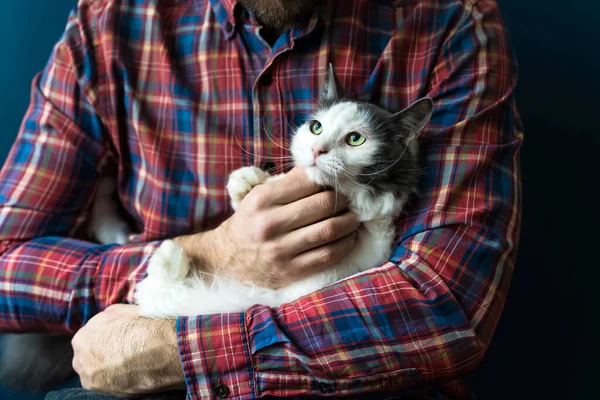 Gato en los brazos del dueño. Un gato blanco-gris descansa en los brazos de un hombre. Emociones de amor, ternura, cuidado — Foto de Stock