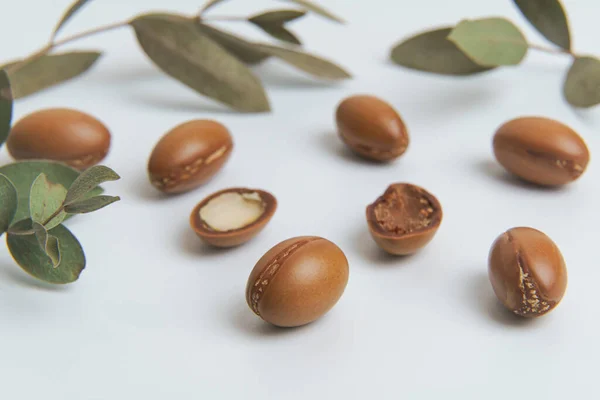 Σπόροι Argan απομονώνονται σε λευκό φόντο. Φουντούκια Argan με φυτό. Καλλυντικά και φυσικά έλαια. — Φωτογραφία Αρχείου